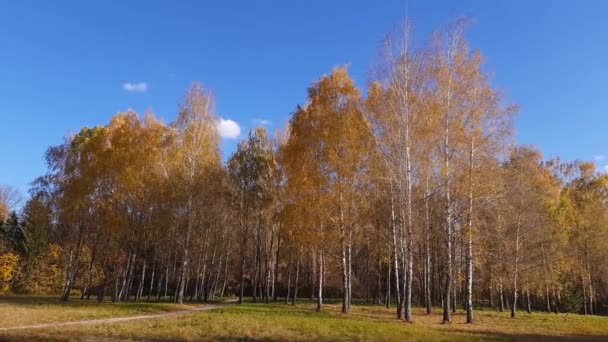 Birches Glade Edge Autumn Park Windy Weather — Wideo stockowe