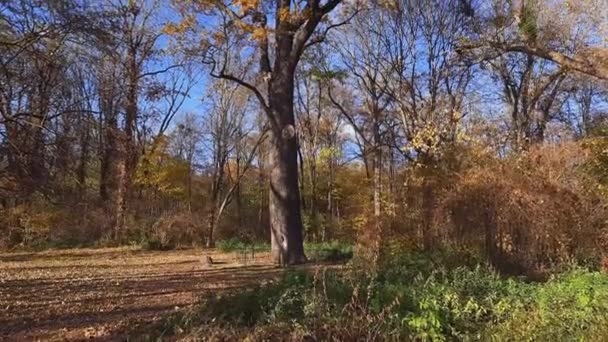Age Old White Oak Autumn Leaves Park — Stockvideo