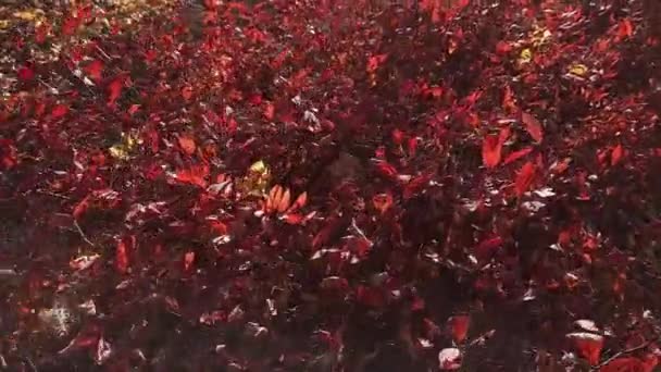 Bush Con Hojas Color Rojo Brillante Otoño Parque Retroiluminado — Vídeos de Stock