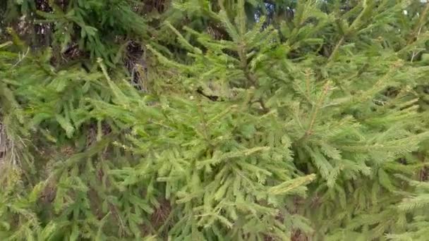 Lower Branches Old Spruce Park Overcast Weather — Stockvideo