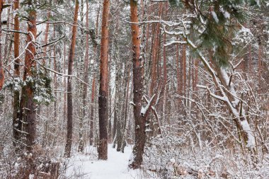 Kış ormanlarında kar yağdıktan sonra çam ve huş ağaçlarının gövdeleri ve dalları.