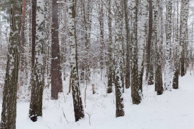 Kış ormanlarında kar yağışı sırasında ağaç gövdeleri ve dalları.
