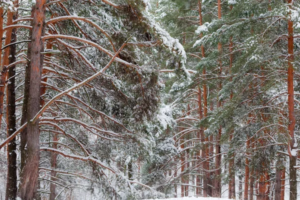 Ramas Troncos Los Pinos Durante Una Nevada Bosque Invierno Fragmentos — Foto de Stock