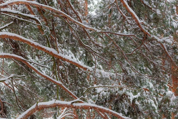 Branches Vieux Pin Recouvertes Neige Duveteuse Fraîchement Tombée Dans Forêt — Photo