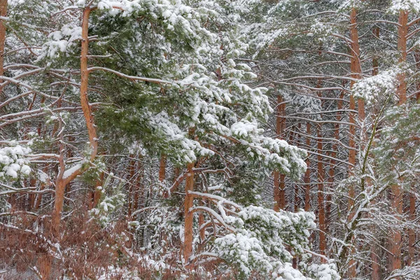 Secção Uma Floresta Inverno Com Ramos Troncos Pinheiros Outras Árvores — Fotografia de Stock