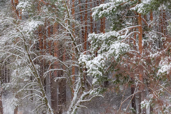 Sección Bosque Invierno Con Ramas Troncos Diferentes Árboles Cubiertos Nieve — Foto de Stock