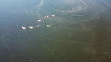 Gölette yüzen kuğular, suyun üzerinde sis, hava manzarası