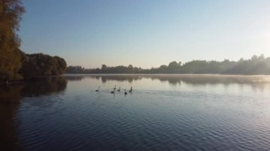 Gölette yüzen kuğular, suyun üzerinde sis, hava manzarası
