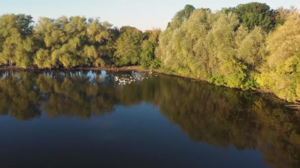 清晨池塘里的家鹅和鸭 — 图库视频影像