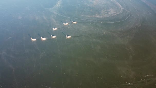 Swans Floating Pond Fog Water Aerial View — Stock Video