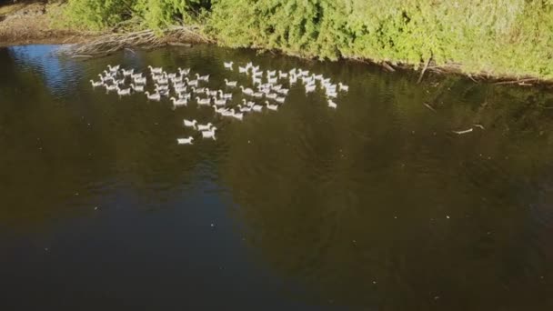 Evcil Kazlar Ördekler Sabah Göletinde Hava Manzarası — Stok video