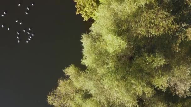 池塘岸边生长的树木 垂直的鸟瞰 — 图库视频影像
