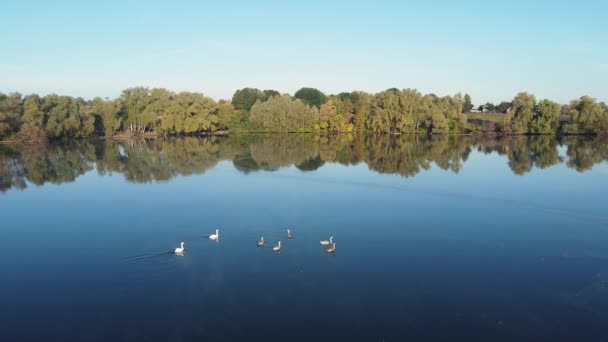 Cisnes Flutuando Lagoa Com Água Calma Vista Aérea — Vídeo de Stock