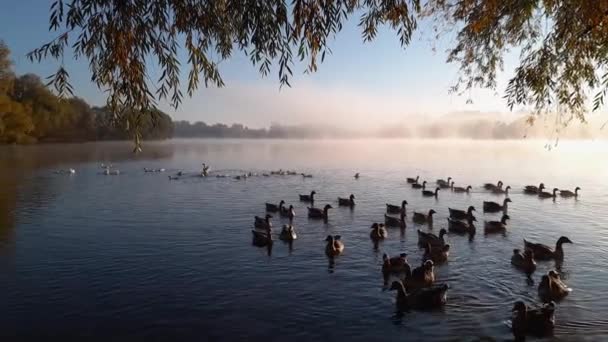 Oche Domestiche Anatre Galleggianti Sul Laghetto Mattino Autunno — Video Stock