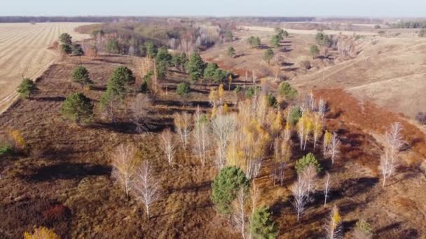 Valley Rarely Growing Trees Dry Grass Aerial View — Stock Video