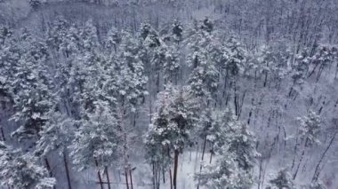 Kış çamı ve yaprak döken orman, hava manzarası.
