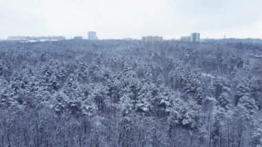 Kış çamı ve yaprak döken orman, hava manzarası.