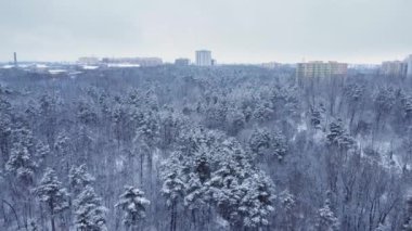 Kış çamı ve yaprak döken orman, hava manzarası.