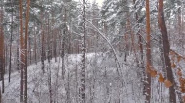 Kar yağışı sırasında çam ormanının bir bölümü, dikey tarama