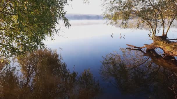 호수가 솟아올라 해변에 버드나무가 자라고 — 비디오