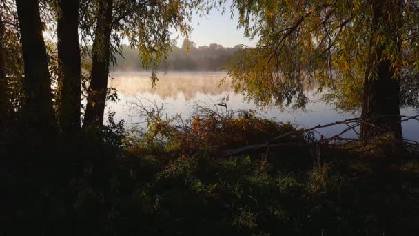 湖面上有雾 水面上有柳树 — 图库视频影像