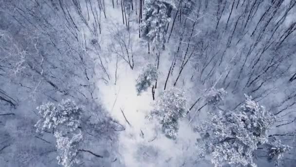Ausschnitt Aus Winterkiefern Und Laubwäldern Vartical Luftaufnahme — Stockvideo