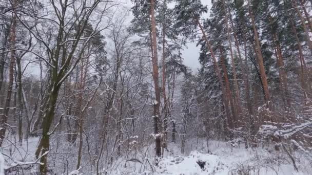 Sekcje Sosny Zimowej Lasów Liściastych Podczas Opadów Śniegu Panning — Wideo stockowe