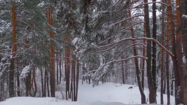 小雪中的一段冬季松树林 — 图库视频影像