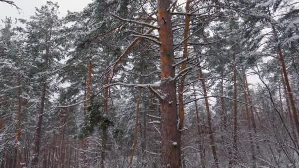 前景に古い松と光の降雪中の冬の森 — ストック動画