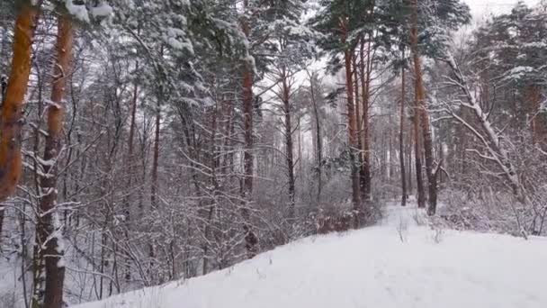 Розділ Зимових Сосен Листяних Лісів Під Час Снігопадів — стокове відео