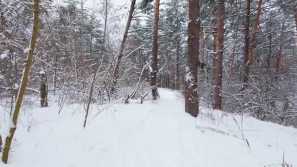 Розділ Зимових Сосен Листяних Лісів Під Час Снігопадів — стокове відео