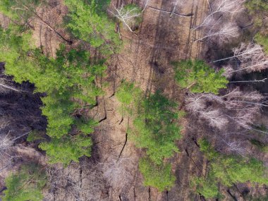 Bahar başında huş ağaçları ve çam ağaçlarıyla karışık yaprak döken ve kozalaklı ormanın bir bölümü, güneşli bir günde, dikey hava manzarası