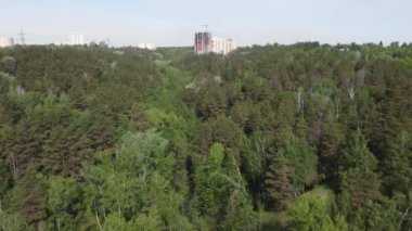 Yazın çam ve yaprak döken orman, hava manzarası