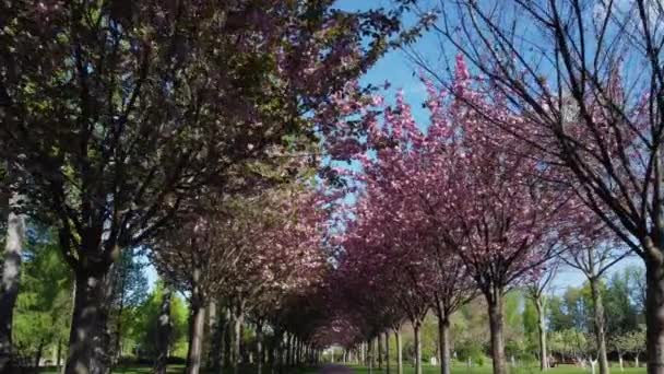 Алея Квітучими Вишневими Розквітлими Деревами Парку — стокове відео