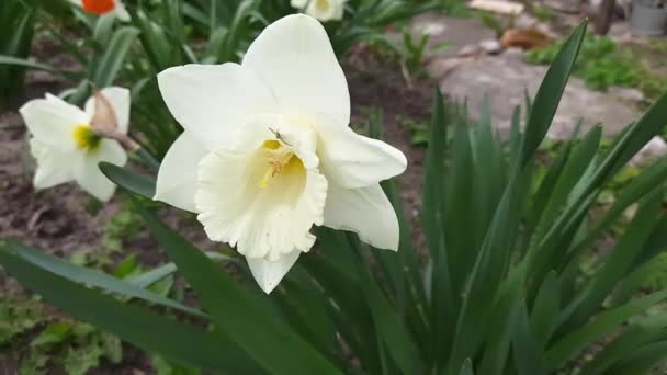 Flor Narciso Con Pétalos Blancos Corona Blanca Forma Trompeta — Vídeos de Stock