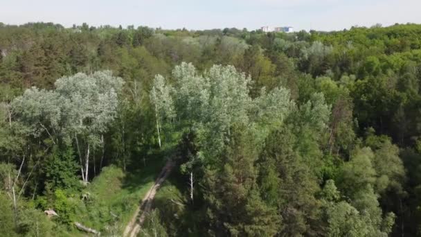 Coupe Forêt Pins Feuillus Été Vue Aérienne — Video
