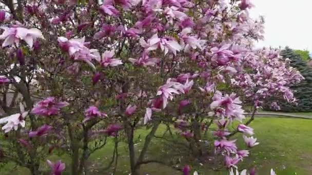 Magnolienzweige Mit Lila Blüten Park Großaufnahme — Stockvideo
