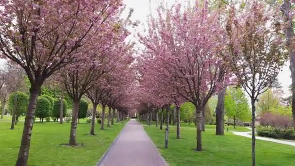 Алея Квітучими Вишневими Квітами Весняному Парку — стокове відео