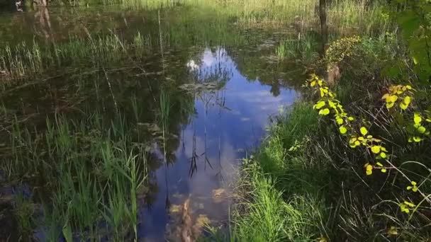 Yaz Günü Sarp Kıyıları Olan Aşırı Gelişmiş Orman Gölü — Stok video