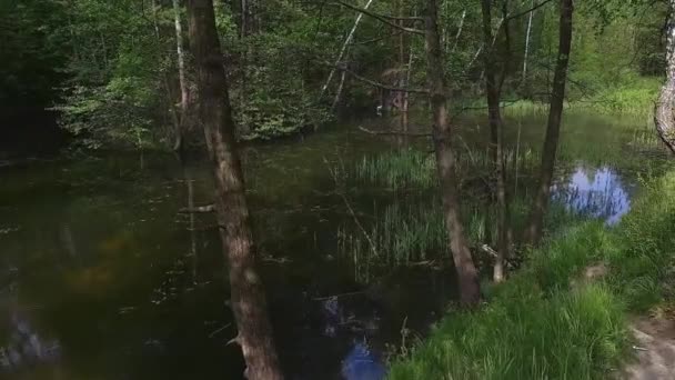 Доросле Лісове Озеро Крутими Берегами Літній День — стокове відео