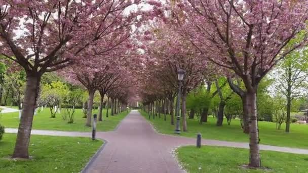 Алея Квітучими Вишневими Квітами Весняному Парку — стокове відео