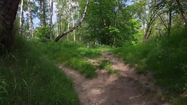 Ścieżka Wzgórzu Lesie Letni Słoneczny Dzień — Wideo stockowe