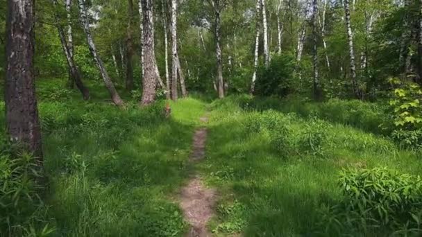 Fußweg Birkenwald Sonnigen Sommertagen — Stockvideo