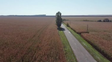 Mısır ekinleri ve hava manzaralı kırsal asfalt yol