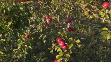 Sonbaharda meyve bahçesinde kırmızı elmalı genç elma ağacı