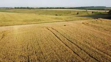 Olgunlaşmamış tarım arazilerinin ve toprak yolun havadan görünüşü