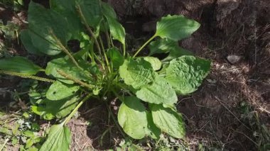 Geniş yapraklı muz çalısı, dikenli gövde, üst görünüm