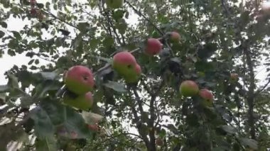 Gökyüzüne karşı kırmızı elmalı elma dalı