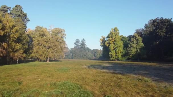 Glade Circondato Diversi Alberi Secolari Autunno Mattina Gelida — Video Stock