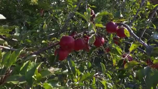 Tak Van Appelboom Met Rode Appels Boomgaard Met Achtergrondverlichting — Stockvideo